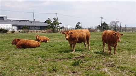 あか牛の放牧肥育の画像