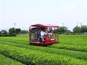 大型機械による茶の収穫の様子の画像