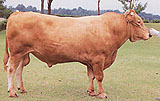 優良種雄牛「第16光重」の写真
