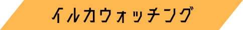 イルカウォッチング