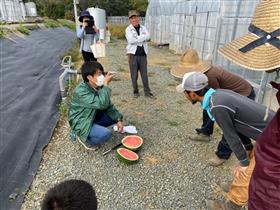 収穫前の試し切りで糖度を測定