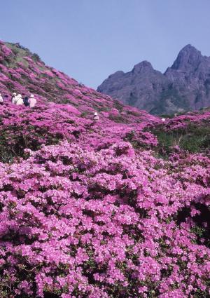 仙酔峡の画像