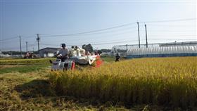 水稲収穫作業