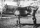 フランスから輸入した種雄馬（アングロノルマン種）の写真