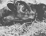 九州で最初に生まれた受精卵移植による子牛の写真