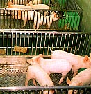 県下初のＳＰＦ豚の誕生の写真