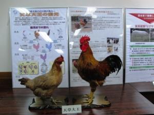 展示「天草大王」の写真