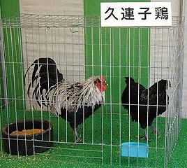 農業フェアで展示された久連子鶏の写真