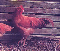 土佐九斤の若鶏の写真