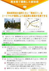 温州ミカン「熊本EC11」はシートマルチ栽培により高品質な果実が生産できる