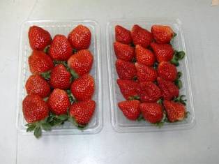 果実の比較（左：ひのしずく、右：とよのか）