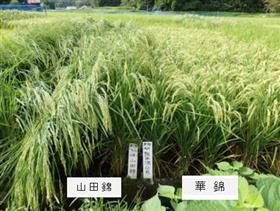 華錦の登熟期の草姿 （左）山田錦　（右）華錦の画像