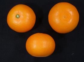 熊本EC12の果実の画像