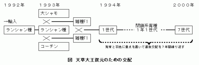 天草大王復元のための交配図