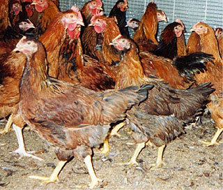 肉用鶏「天草大王」の写真