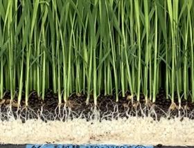 水稲育苗箱全量施肥法による低コスト・省力化技術開発