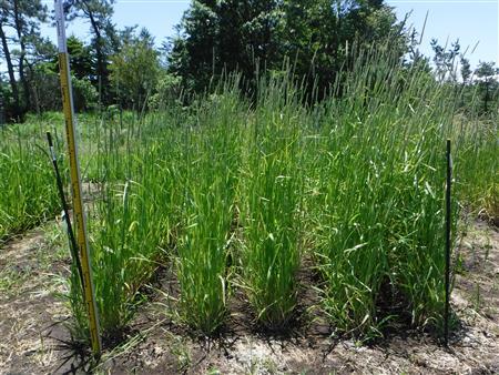 希少】牧草・草地・酪農・畜産 3冊セット 牧草の栄養と施肥