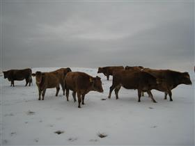 冬のあか牛の放牧の画像