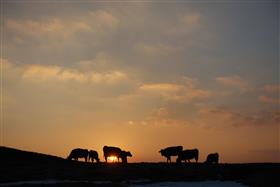 夕焼けとあか牛の放牧の画像