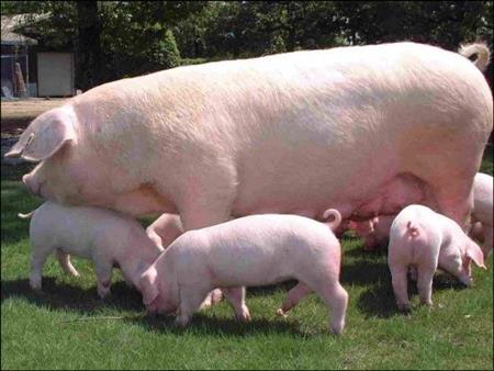 ランドレース種豚の維持改良の画像