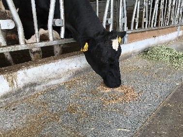 乳房炎対策飼養試験の画像