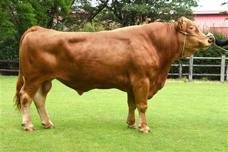 産肉能力や種牛性に優れた基幹種雄牛の作出の画像