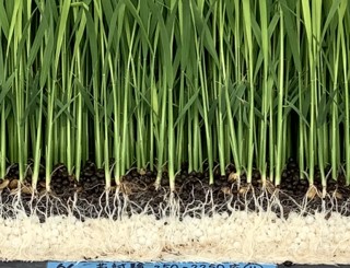 水稲育苗箱全量施肥法による低コスト・省力化技術開発の画像