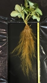 イチゴ「ゆうべに」の根系調査の画像