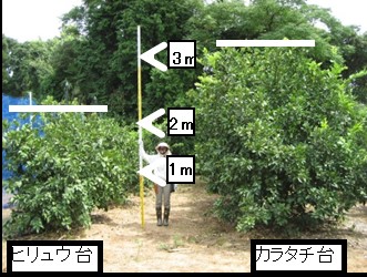 ヒリュウ台河内晩柑の生産安定技術確立の画像