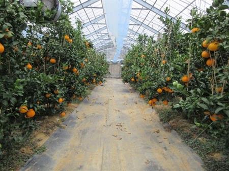 加温栽培「肥の豊」の高品質果実生産の画像