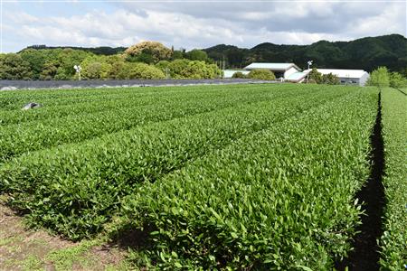 茶園風景の画像