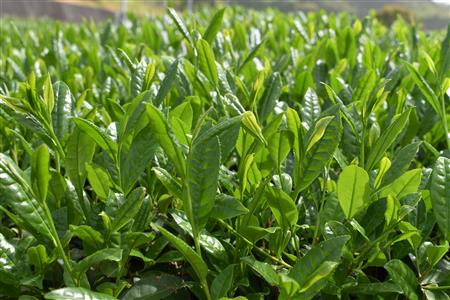 一番茶新芽の画像