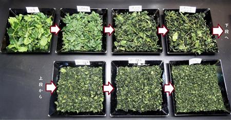 てん茶（抹茶原料）の製造過程（生葉～荒茶）の画像