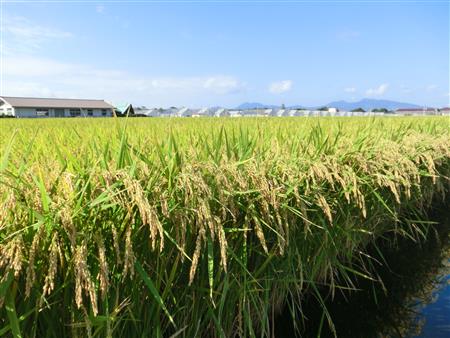 水稲良食味品種「くまさんの輝き」