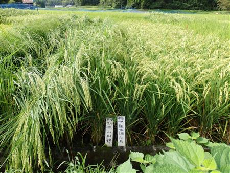 「華錦」（写真右）の現地試験の様子の画像