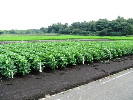 大豆優良品種の選定試験の様子の写真