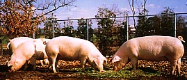豚「ヒゴサカエ301」の写真