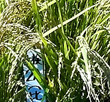 水稲「森のくまさん」「夢いずみ」の写真
