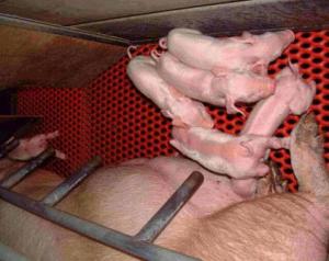 凍結胚移植により誕生した子豚の写真