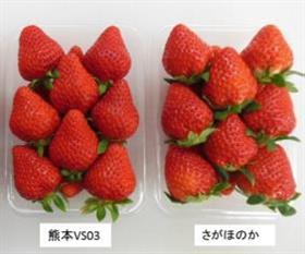 促成イチゴ品種「熊本VS03」（愛称「ゆうべに」）の育成の画像