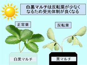 ゆうべにマルチ図