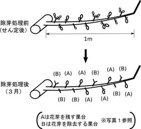 除芽図