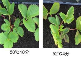 病害虫防除のためのイチゴ情熱処理における生育・収量に影響しない処理時期と処理条件(2)