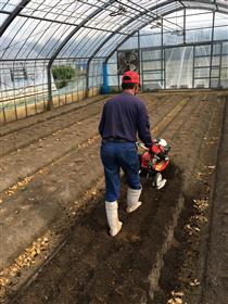 イチゴ「ゆうべに」の畝連続栽培は、2kg／10a以下の基肥窒素量で収量・品質が安定する（1）