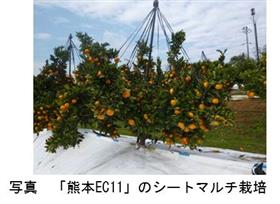 熊本県育成の温州ミカン「熊本EC11」はシートマルチ栽培により高品質な果実が生産できる（1）