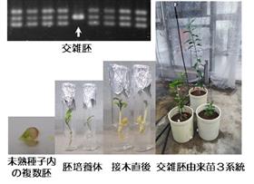 ウンシュウミカン品種間交雑苗の作出