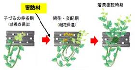 生育ステージ毎の潜熱蓄熱材設置状況