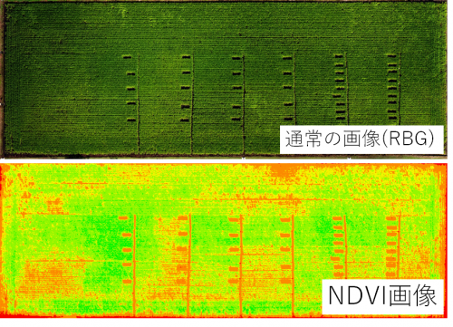 ドローンで撮影した水稲生育画像（NDVI）を利用した生育診断技術の検討