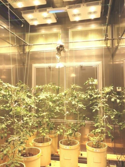 人工気象室におけるトマトの着果・成熟条件の解析状況