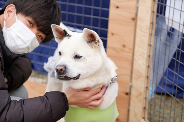 譲渡犬の写真